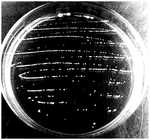 CN115710563A-patent-drawing