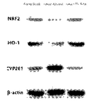 NL2035211B1-patent-drawing