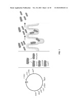 US20230381253A1-patent-drawing