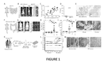 WO2023215813A1-patent-drawing