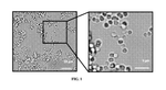 WO2025064692A1-patent-drawing